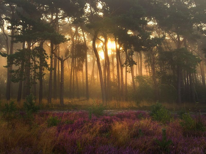 Heide in de mist